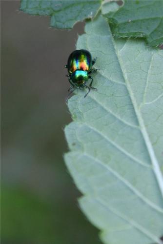 Réf. 346 573 : Chrysolina fastuosa